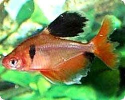 SERPAE TETRA LONG FIN - QUANTITY OF 4